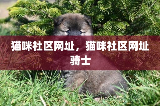 猫咪社区网址，猫咪社区网址骑士