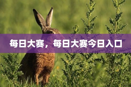 每日大赛，每日大赛今日入口