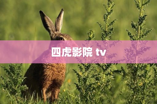 四虎影院 tv