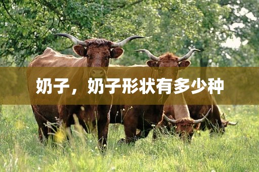奶子，奶子形状有多少种