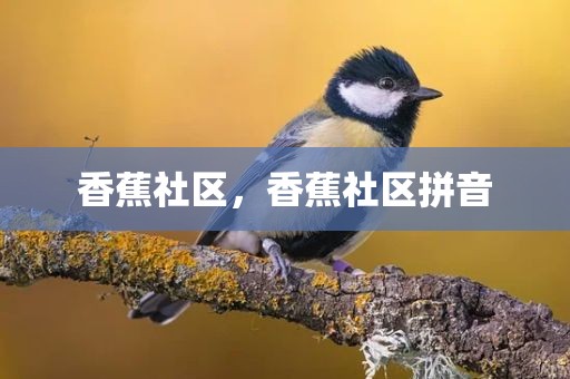 香蕉社区，香蕉社区拼音