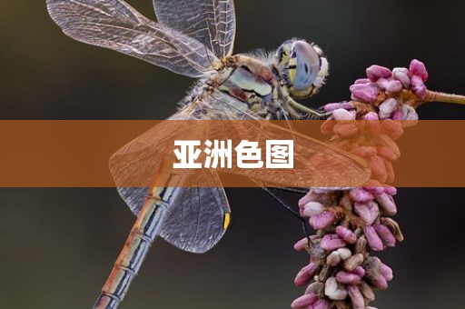 亚洲色图