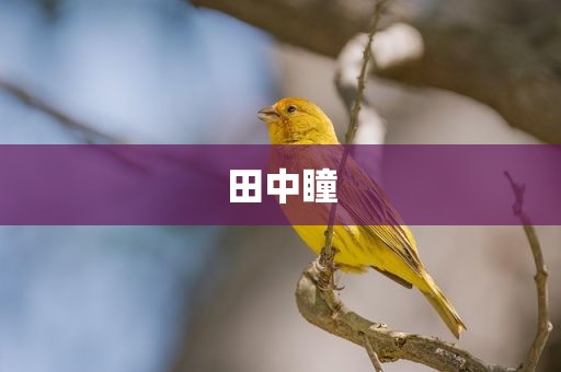田中瞳