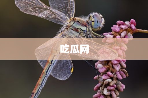 吃瓜网