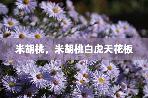 米胡桃，米胡桃白虎天花板