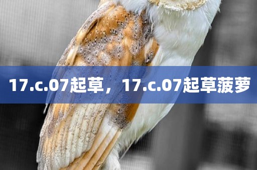 17.c.07起草，17.c.07起草菠萝