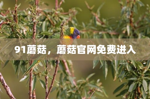 91蘑菇，蘑菇官网免费进入