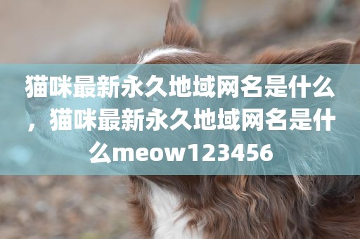 猫咪最新永久地域网名是什么，猫咪最新永久地域网名是什么meow123456