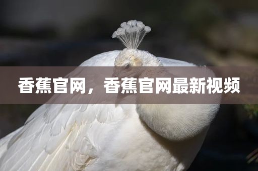 香蕉官网，香蕉官网最新视频
