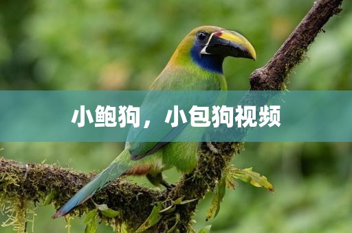 小鲍狗，小包狗视频