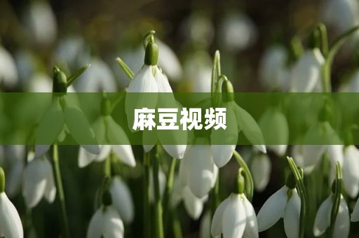 麻豆视频