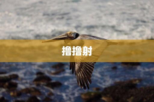 撸撸射