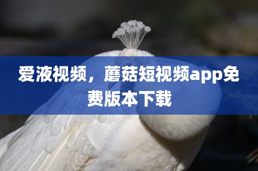 爱液视频，蘑菇短视频app免费版本下载