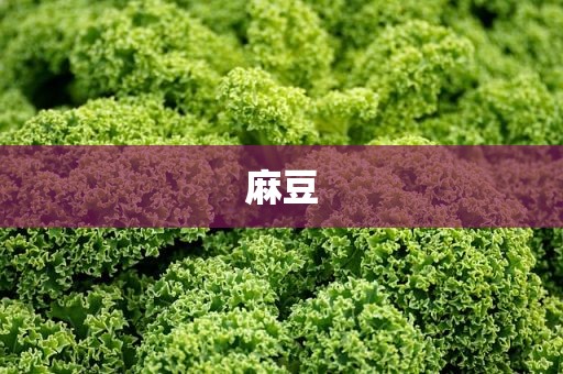 麻豆