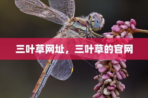 三叶草网址，三叶草的官网