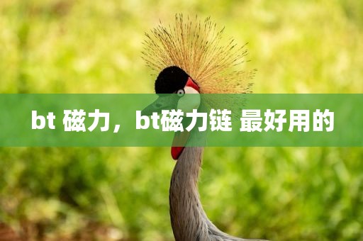bt 磁力，bt磁力链 最好用的