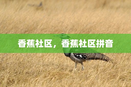 香蕉社区，香蕉社区拼音