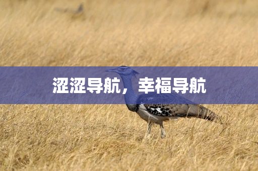 涩涩导航，幸福导航