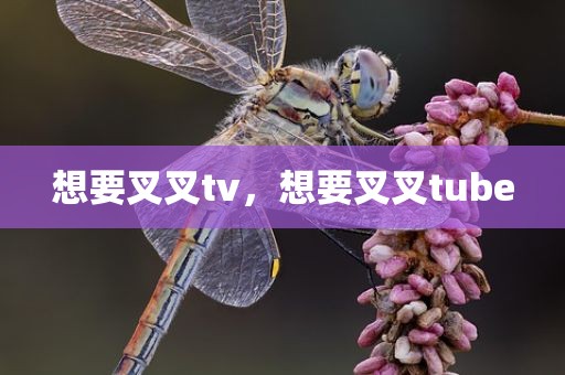 想要叉叉tv，想要叉叉tube