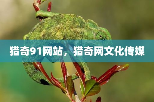 猎奇91网站，猎奇网文化传媒