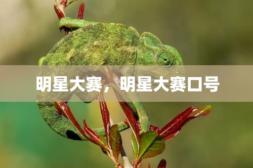 明星大赛，明星大赛口号