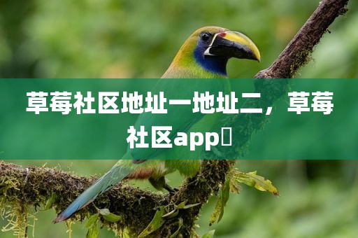 草莓社区地址一地址二，草莓社区app 