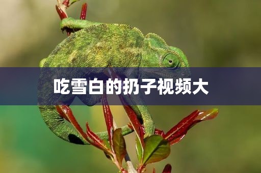 吃雪白的扔子视频大