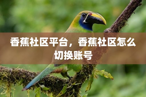 香蕉社区平台，香蕉社区怎么切换账号