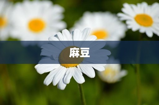 麻豆