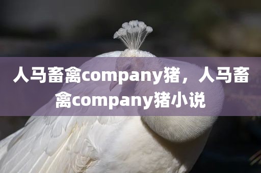 人马畜禽company猪，人马畜禽company猪小说