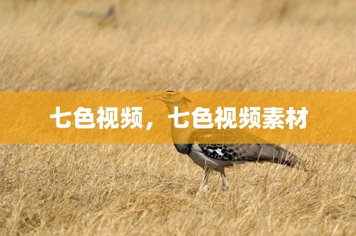 七色视频，七色视频素材