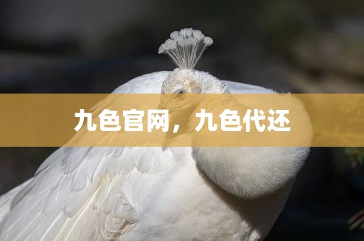 九色官网，九色代还