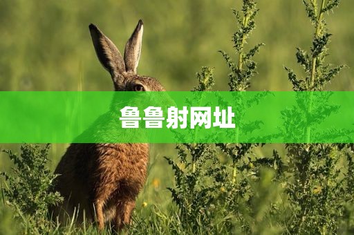 鲁鲁射网址