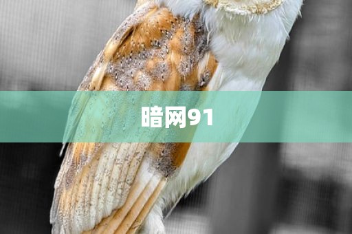 暗网91