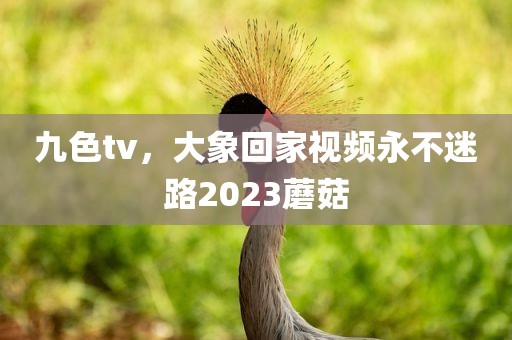 九色tv，大象回家视频永不迷路2023蘑菇