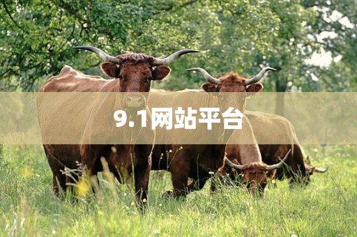9.1网站平台