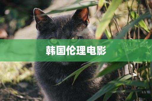 韩国伦理电影