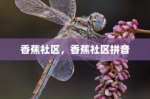 香蕉社区，香蕉社区拼音