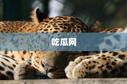 吃瓜网