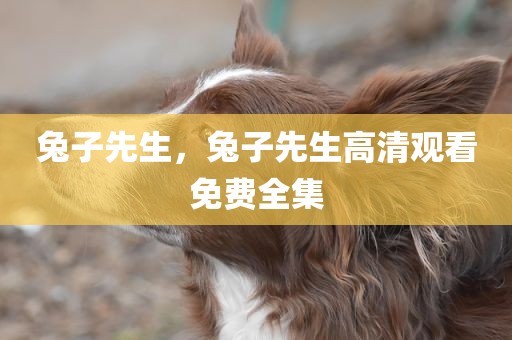 兔子先生，兔子先生高清观看免费全集