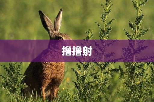 撸撸射
