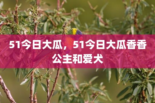 51今日大瓜，51今日大瓜香香公主和爱犬
