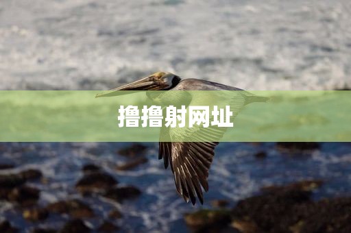 撸撸射网址