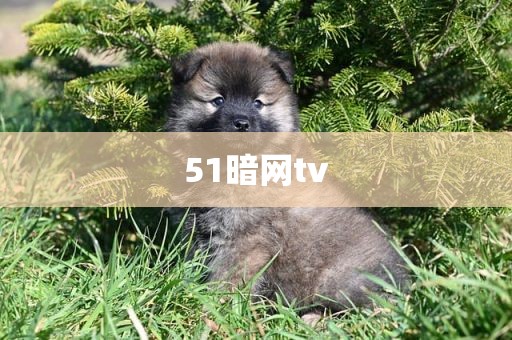 51暗网tv