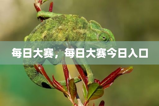 每日大赛，每日大赛今日入口