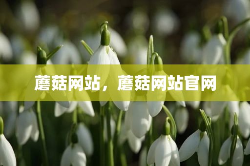 蘑菇网站，蘑菇网站官网