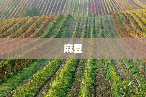 麻豆