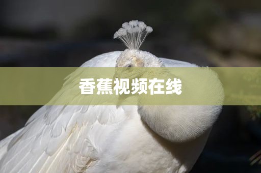 香蕉视频在线