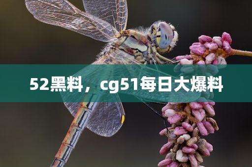 52黑料，cg51每日大爆料