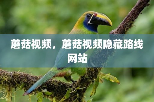 蘑菇视频，蘑菇视频隐藏路线网站